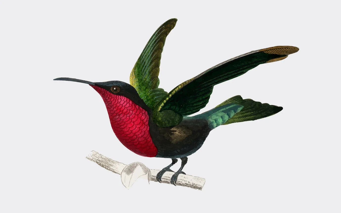 colibri